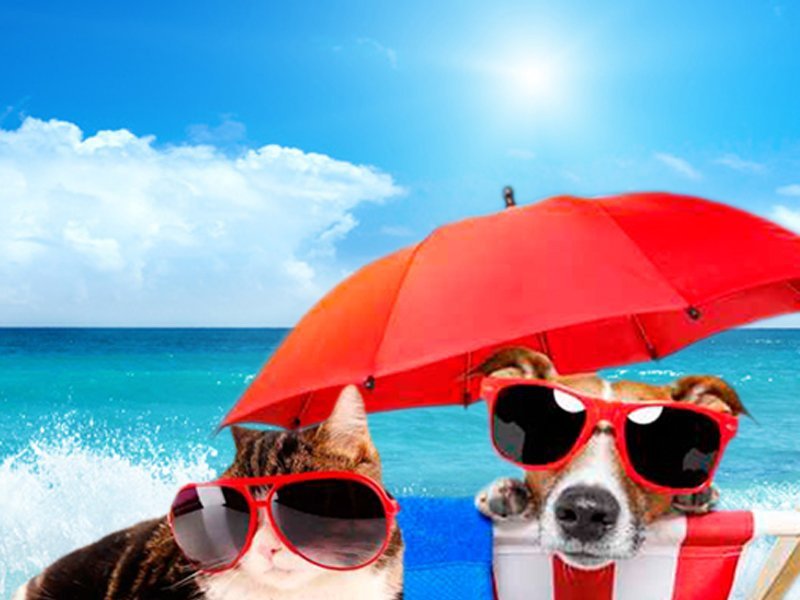 Travel with your pet Отель Magic Cristal Park Бенидорме Travel with your pet Отель Magic Cristal Park Бенидорме